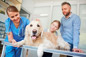 Uretostomija kod pasa - što je postupak? Uretostomija kod pasa - što je postupak?