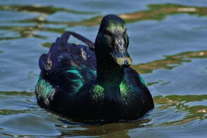 Patka kaiuga Patka kaiuga