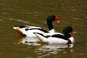 Patka peganka: kakvu pticu? Patka peganka: kakvu pticu?