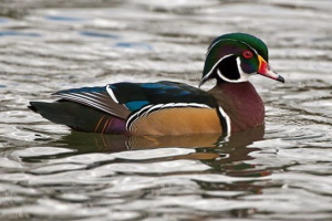 Patka - pogled i fotografije Patka - pogled i fotografije