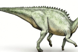 Rock-embud zaurgof. Život biljnog guštera Rock-embud zaurgof. Život biljnog guštera