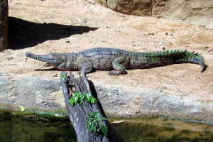 Narkoralni stanovnici krokodila u australiji Narkoralni stanovnici krokodila u australiji