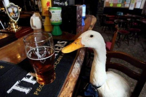 U engleskoj je dom patka postala objavljena pub U engleskoj je dom patka postala objavljena pub