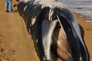 11-Metarski kit koji je bacio na obalu u engleskoj 11-Metarski kit koji je bacio na obalu u engleskoj