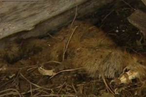 U bashkiriji, chupacabra uzbuđuje rustikalne stanovnike