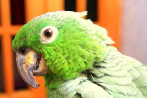 U boliviji živi najdeblji papiga U boliviji živi najdeblji papiga