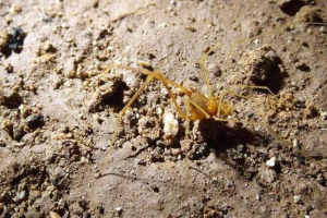 Brazil je otvorio novi tip pauka - smegol Brazil je otvorio novi tip pauka - smegol