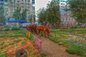 U središtu sterlitamaka hoda krdo konja U središtu sterlitamaka hoda krdo konja