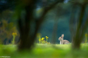 Koja je razlika između zeca i zeca? Koja je razlika između zeca i zeca?