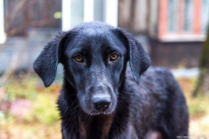 U chicagu, pas je zadržao pljačkaš trgovine i vratio novac U chicagu, pas je zadržao pljačkaš trgovine i vratio novac