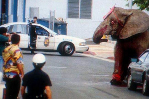 Cirkus slonich pucao u honolulu Cirkus slonich pucao u honolulu