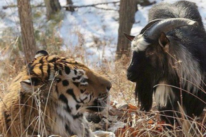 U khabarovsk o timur i amur, mjuzikl je uklonjen, sastavljen U khabarovsk o timur i amur, mjuzikl je uklonjen, sastavljen