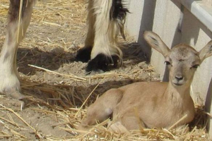 U iranu je klonirao izumiranje mufla U iranu je klonirao izumiranje mufla