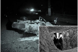 U estoniji, jazavci izazvali su nesreću, bez gubitka ceste do biciklista U estoniji, jazavci izazvali su nesreću, bez gubitka ceste do biciklista