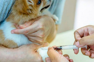 U kojim slučajevima živi životinje biokemijski test krvi?