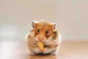 U kojoj se dobi određuje kat hrčaka U kojoj se dobi određuje kat hrčaka