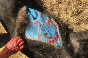 Kalifornija je živjela divlje svinje s plavom masnoćom Kalifornija je živjela divlje svinje s plavom masnoćom