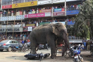 U kini, slon je neočekivano naglo na ljude