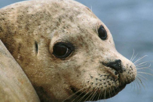 U parku krimski safari zbog osametnice posjetitelja, pečat je ubijen U parku krimski safari zbog osametnice posjetitelja, pečat je ubijen