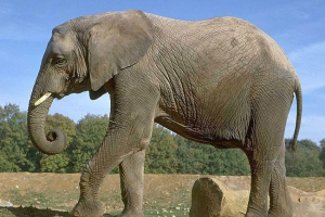 Slonovi prolaze kroz ulice u magnitogorsku