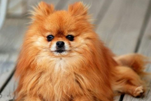 U miamiju je pronađeno boli na smrt spitz, pored koji je leži brutalna poruka U miamiju je pronađeno boli na smrt spitz, pored koji je leži brutalna poruka