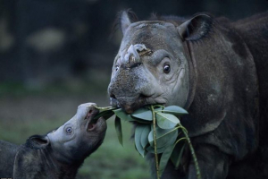 Sumatranski rhino umire u maleziji Sumatranski rhino umire u maleziji