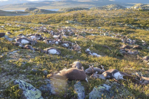 U norveškoj, munja je ubila tristo divljeg jelena U norveškoj, munja je ubila tristo divljeg jelena