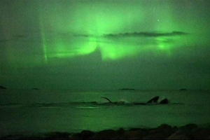 U norveškoj snimio grbave kitove na pozadini sjevernih svjetala U norveškoj snimio grbave kitove na pozadini sjevernih svjetala