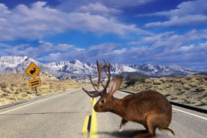 U novosibirsk je otkrio rogatski zec U novosibirsk je otkrio rogatski zec