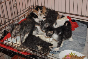 U jednom od gradova kanade, mačići se bacaju u urns U jednom od gradova kanade, mačići se bacaju u urns