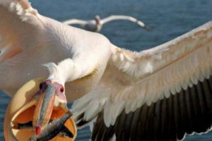 U rumunjskoj, pelican je nabubrio mještane U rumunjskoj, pelican je nabubrio mještane