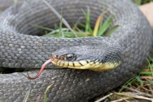 U missouriju, zmija dvaput za godinu rodila je kao rezultat bezgrešnog začeća U missouriju, zmija dvaput za godinu rodila je kao rezultat bezgrešnog začeća