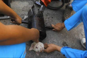 U tajlandu, spasio je štenca zaglavljeno u cijevi U tajlandu, spasio je štenca zaglavljeno u cijevi