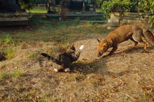 U udmurtiji, lud fox napadala je domaće životinje U udmurtiji, lud fox napadala je domaće životinje