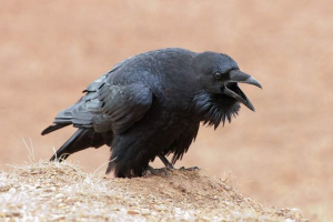 U ufi, gavran zadovoljava svog vlasnika s posla U ufi, gavran zadovoljava svog vlasnika s posla