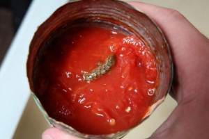 U limenoj posudi s rajčicama, pronašao je mrtvog guštera U limenoj posudi s rajčicama, pronašao je mrtvog guštera