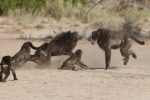 U zimbabveu, babuni su onemogućili radio postaju U zimbabveu, babuni su onemogućili radio postaju