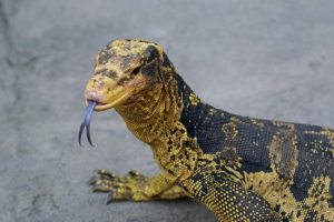 Coney varan - motley gušter Coney varan - motley gušter