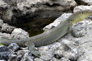 Varan martens. Opis varane, fotografije Varan martens. Opis varane, fotografije
