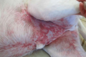 Vaskulitis kod pasa - sindromi bolesti, dijagnoza i liječenje Vaskulitis kod pasa - sindromi bolesti, dijagnoza i liječenje