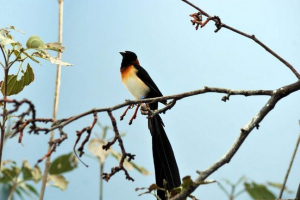 Udovica - ptica s tragičnim imenom Udovica - ptica s tragičnim imenom