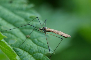 Uk će biti invazija na manje