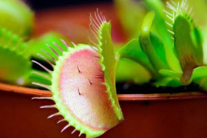 Venus mukholovka (dionee) Venus mukholovka (dionee)