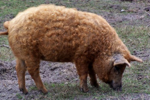 Mađarski mangalitsa