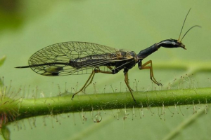 Camel, rođak deve ili teze? Camel, rođak deve ili teze?