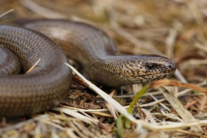 Yerenhenski Yerenhenski