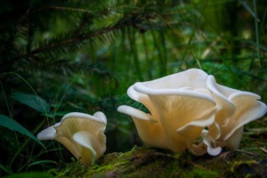 Oyster je kamenica Oyster je kamenica