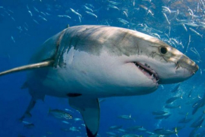 Video s morskim psom uplašen od strane vladivostok stanovnika Video s morskim psom uplašen od strane vladivostok stanovnika