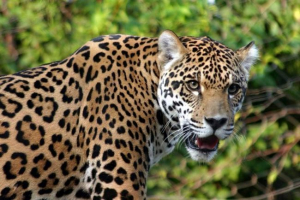 Video borba jaguar s krokodilom osvojio je internet Video borba jaguar s krokodilom osvojio je internet
