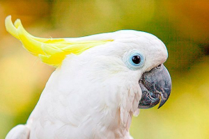Vrste domaćih bijelih papiga: fotografiju i naslove Vrste domaćih bijelih papiga: fotografiju i naslove